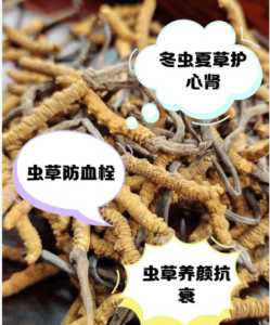 冬蟲夏草可以補腎嗎？