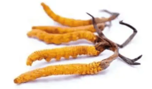 冬蟲夏草一次可以吃多少根？