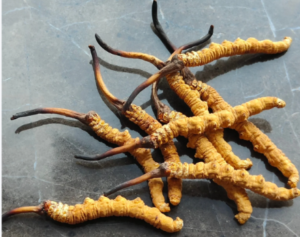 冬蟲夏草如何分真假？