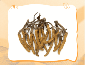 冬蟲夏草一人份的份量是多少？