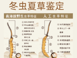 冬蟲夏草保質期多久？