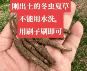 冬蟲夏草怎樣清洗？