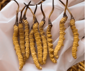 冬蟲夏草有什麼療效？