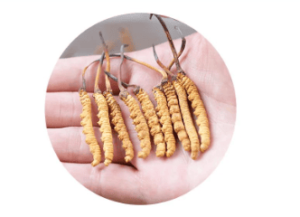 冬蟲夏草會燥熱嗎？