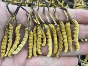 冬蟲夏草有什麼療效？