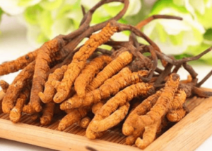 冬蟲夏草孕婦可以吃嗎？